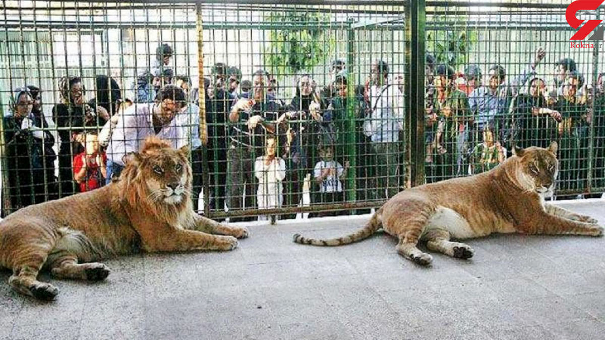 حمله وحشتناک شیر به نگهبان باغ وحش| شیر وحشی نگهبان را زنده زنده خورد