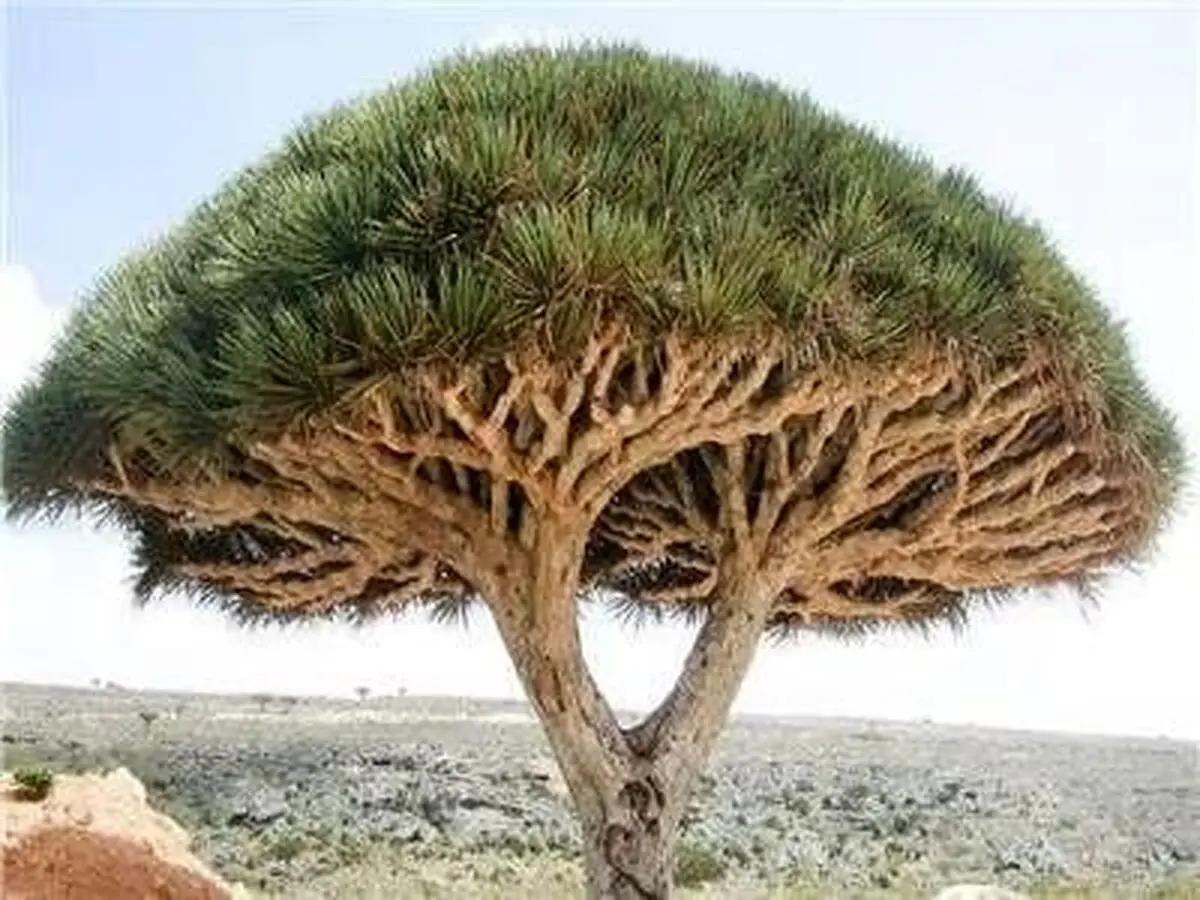 درختی عجیب که از آن خون می چکد!|عکس باورنکردنی