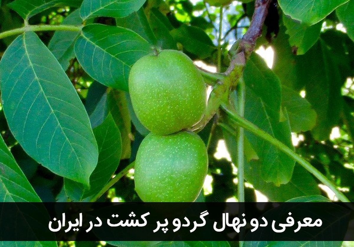 معرفی دو نهال گردو پر کشت در ایران