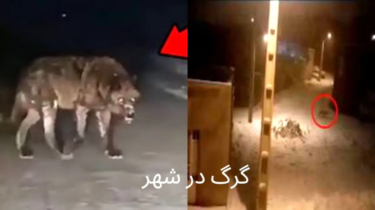 حمله گرگ ها به تهران!