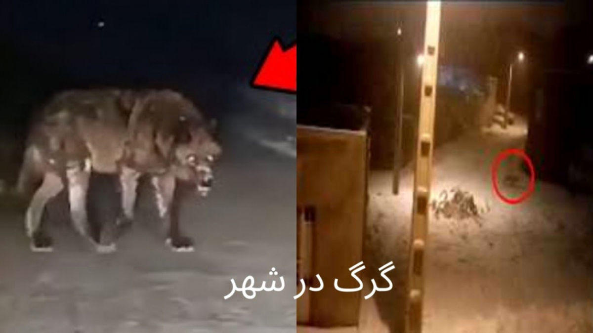 حمله گرگ ها به تهران!