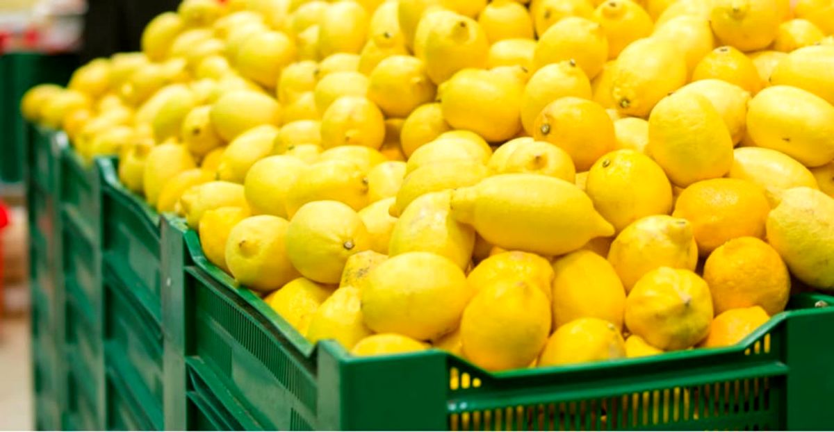 قیمت لیمو ترش سنگی صادراتی