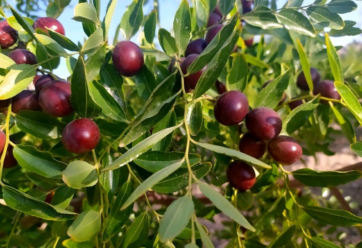 با عناب و دمنوش عناب به جنگ کرونا و امیکرون بروید!