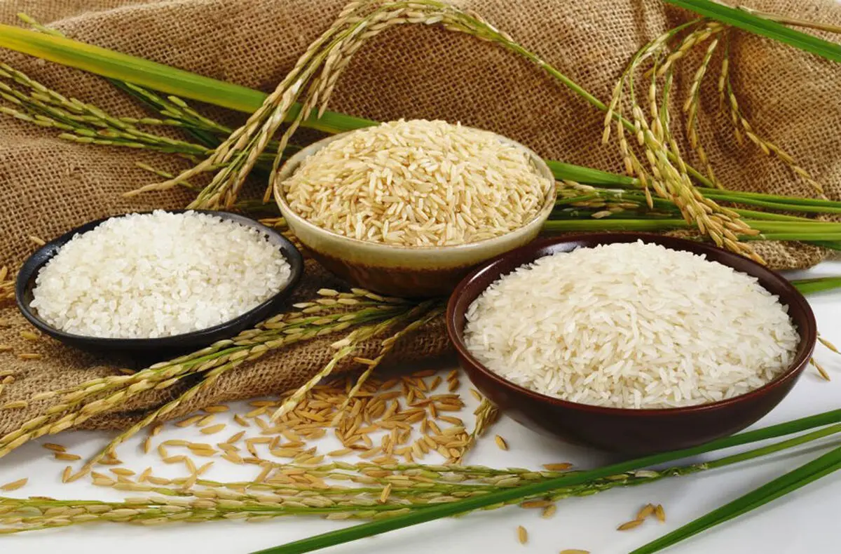 قیمت برنج در آستانه زمستان اعلام شد | برنج کیلویی چند؟