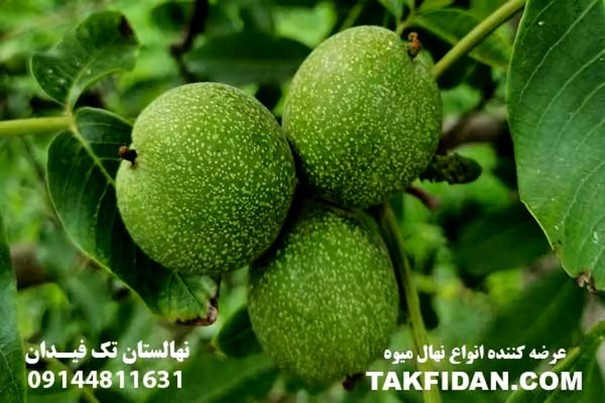 معرفی پنج نهال گردو برتر و تجاری