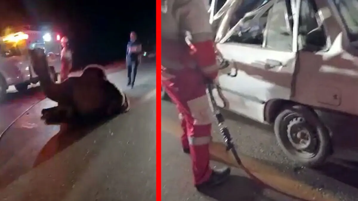 شتر وحشی جان زن و مرد را به خطر انداخت