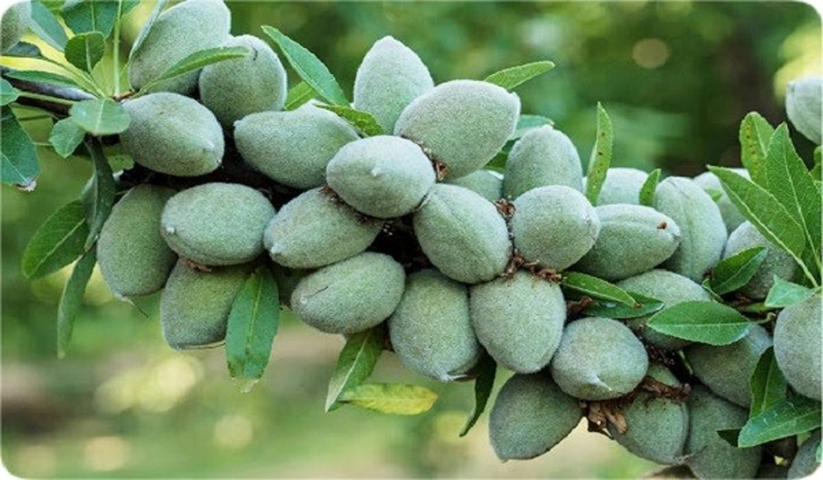بهترین نهال بادام دیرگل برای مناطق سردسیر